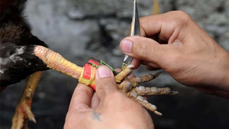 Đá gà cựa dao W88